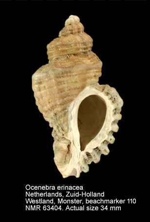 Ocenebra erinacea (NL).jpg - Ocenebra erinacea(Linnaeus,1758)